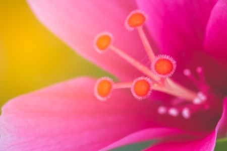 Close up pink Chinese Rose, Chinese Hibiscus on morning lightの写真素材