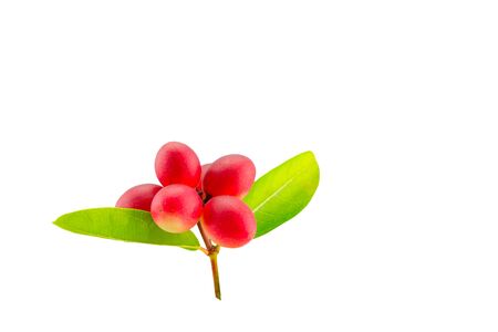 Bengal Currants  fruits Thai herbs  green leaf  on white background.Save   .の写真素材