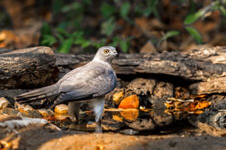 Beautiful bird Shikra ( Accipiter badius ) drink water  on pondの写真素材