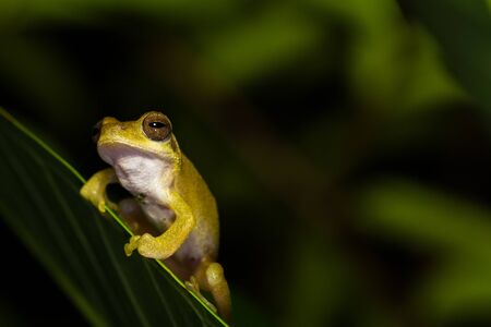 Close up golden tree frog on tree.