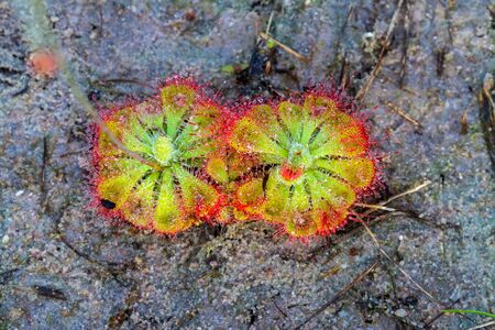 Close up Drosera burmannii Vahl ( Carnivorous plant) with water drop in the morning.の写真素材