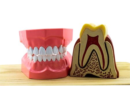 Big tooth model for demonstation  on white wooden background.Saved with clipping pathの写真素材