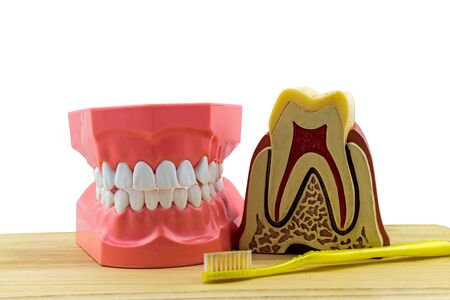 Big tooth model and toothbrush on wooden isolated on white background.の写真素材