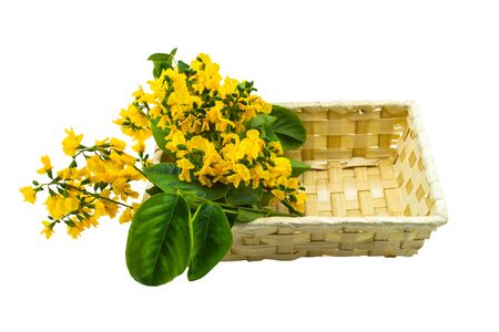 Closed up yellow flower of Burmese Rosewood or Pterocarpus indicus Willd,Burma Padauk and green leaf in basket isolated on white background.Saved with clipping path.の写真素材