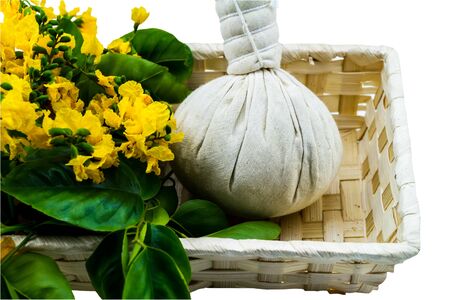 Closed up yellow flower of Burmese Rosewood or Pterocarpus indicus Willd,Burma Padauk and comoressing ball in basket isolated on white background.Saved with clipping path.の写真素材
