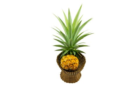 Close up yellow pineapple in basket bamboo isolated on white background.Saved with cliiping path.の写真素材