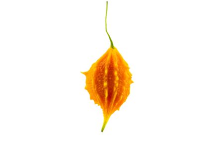 Yellow ripe bitter gourd isolated on a white background.の写真素材