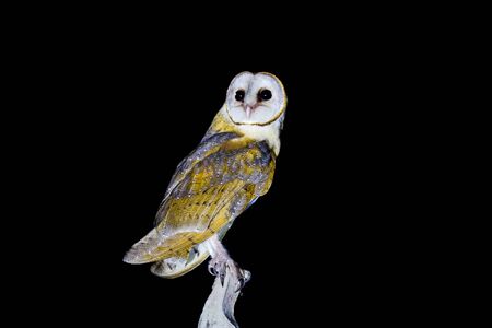 common barn owl ( Tyto alba ) at night in the dark.の写真素材