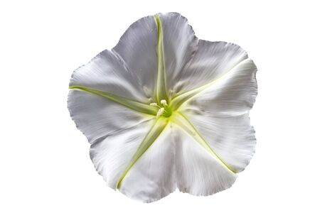 Close up Ipomoea alba on white background.