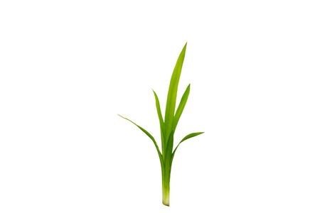 Close up green leaf of Pandanus Palm, Fragrant Pandan, Pandom wangi isolated on white background.Saved with clipping path.の写真素材