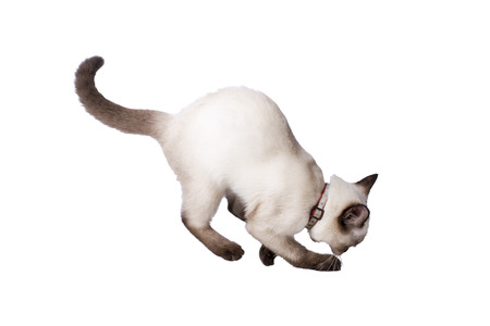 Siamese Cat crouch on the floorの写真素材