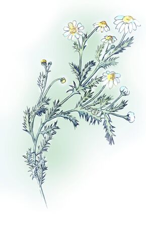 The branch of chamomile drug, drawn with colored pencilsの写真素材