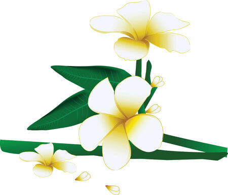 Beautiful leelawadee or plumeria flower in naturalのイラスト素材