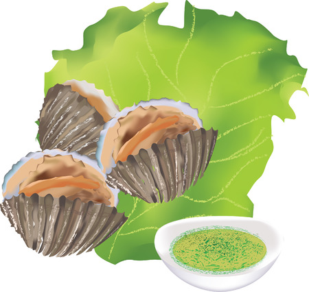 fresh cockles isolated on white vectorのイラスト素材