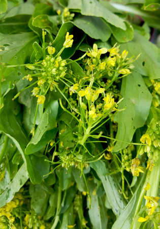Flower of Chinese Cabbage in the market