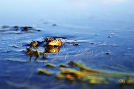 frog basksの写真素材