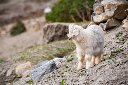 A cute local species of miniature goat looks away.の写真素材