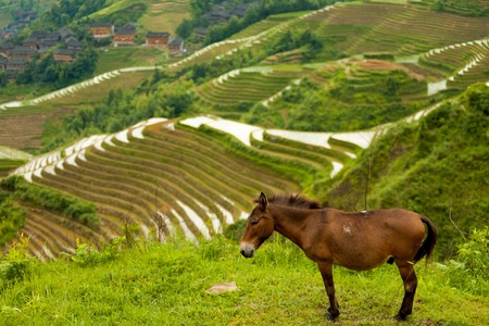 A worker donkey is seen among mountains of rice terraces and a traditional village in Longji, the Dragon's Backbone in Guanxi, Chinaの写真素材
