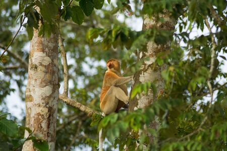 A long nosed proboscis monkey in its natural habitat in the forests of Borneo, Malaysia