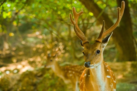 A close shot of the Formosan Sika Deer (Cervus Nippon Taiouanus), an introduced species and a tourist attraction on Daqiu island in the Matsu Islands of Taiwan.  Horizontal.の写真素材