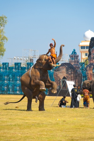 SURIN, ISAN, THAILAND - NOVEMBER 20, 2010: A trainer sits on an elephants trunk as it stands on its hind legs at the annual Surin Elephant Roundup on November 20, 2010 in Surin, Thailandのeditorial素材