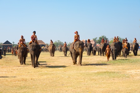 SURIN, ISAN, THAILAND - NOVEMBER 20, 2010: A large group of elephants walk on the performance field during the annual Surin Elephant Roundup on November 20, 2010 in Surin, Thailandのeditorial素材