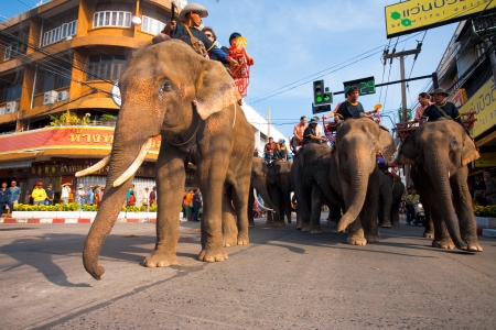 SURIN, ISAN, THAILAND - NOVEMBER 19, 2010: A group of elephants and passengers march in dowtown Surin during the parade at the annual Surin Elephant Roundup on November 19, 2010 in Surin, Thailandのeditorial素材