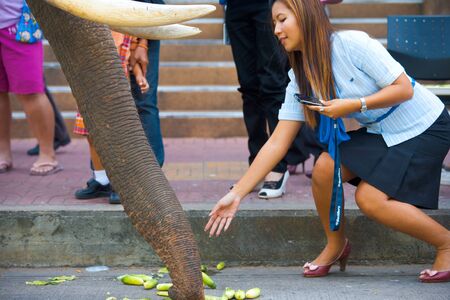 SURIN, ISAN, THAILAND - NOVEMBER 19, 2010: A beautiful Thai woman gives cucumbers to an elephant trunk at a parade at the annual Surin Elephant Roundup on November 19, 2010 in Surin, Thailandのeditorial素材