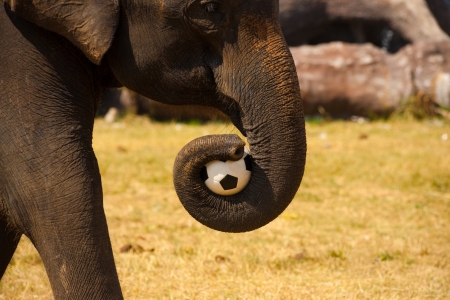 An elephant carries a soccer ball with its trunk to play with fellow elephants at the annual Surin Elephant Roundup in Isan, Thailandの写真素材