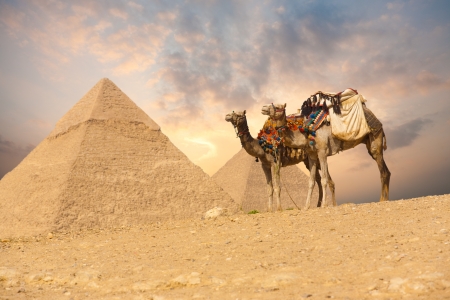 A pair of saddle backed camels wait near a pair of Giza pyramids in Cairo, Egyptの写真素材