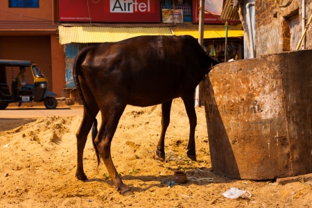 GOKARNA, INDIA - MARCH 29, 2009: An Indian cow uncomfortably buries its head in a trash dumpster to eat the garbage within on March 29, 2009 in Gokarna, Indiaのeditorial素材