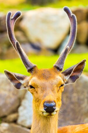 Closeup front face and antlers of a revered deer looking at camera in Nara, Japanの写真素材