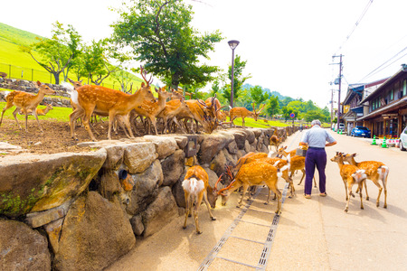 NARA, JAPAN - JUNE 24, 2015: Elderly senior Japanese man feeding the revered deer of Naraのeditorial素材