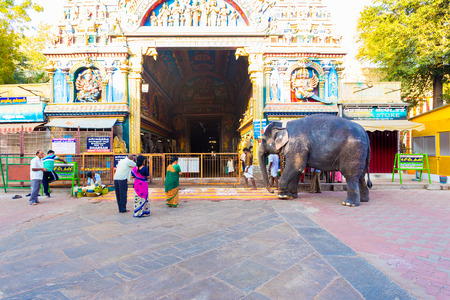 Madurai, India - February 19, 2015: Hindu worshipers bow to a large resident elephant entering the gateway entrance at Meenakshi Amman Temple in the morningのeditorial素材