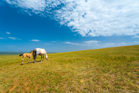 Two wild horses grazing on a hill on the vast Mongolian steppe in rural Mongoliaの写真素材