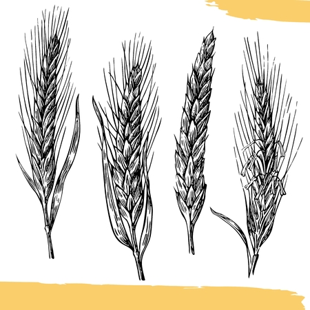 Vintage  engraving illustration. Black and white color.のイラスト素材