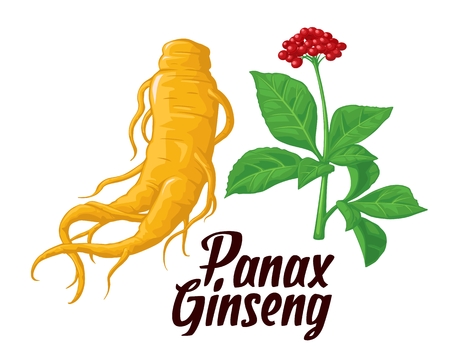 Root and leaves panax ginseng. Vector colorful flat  illustration of medicinal plants. Biological additives are. Healthy lifestyle. For traditional medicine, gardeningのイラスト素材