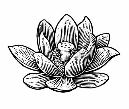 Lotus flower. Vector black engraving vintage illustration on white background.のイラスト素材
