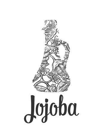 Jojoba fruit with glass jar. Hand drawn vector vintage engraved illustrationのイラスト素材