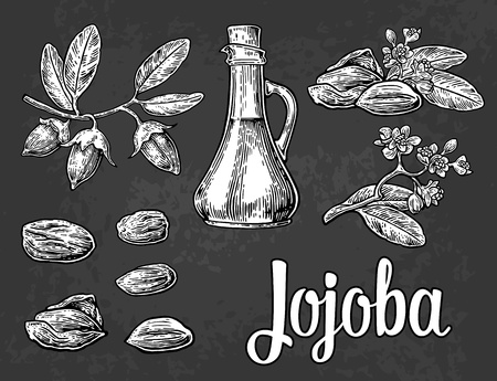 Jojoba fruit with glass jar. Hand drawn vector vintage engraved illustrationのイラスト素材
