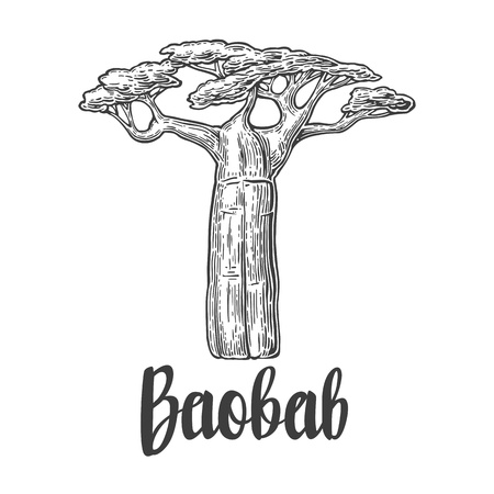 Baobab tree. Vector vintage engraved illustration on white background. Hand drawn sketchのイラスト素材