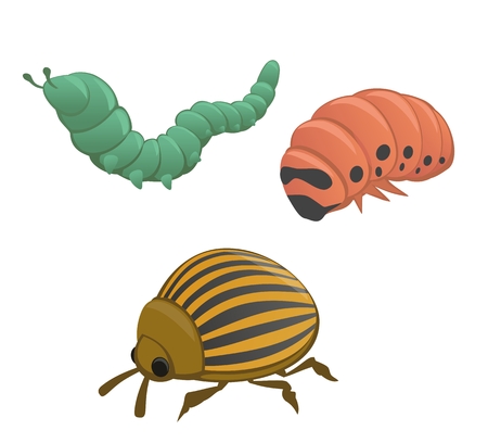 Green and pink caterpillar, colorado potato beetle isolated on white background. Vector flat illustration.のイラスト素材