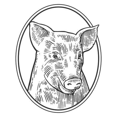 Pig head isolated on white background. Vector black vintage engraving illustration for menu, web and label. Hand drawn in a graphic style.のイラスト素材