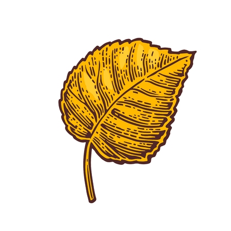 Linden leaf. Vector color vintage engraved illustration. Isolated on white backgroundのイラスト素材