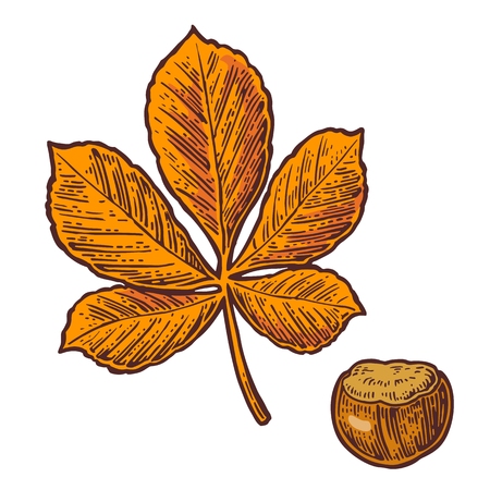 Chestnut leaf and nut. Vector color vintage engraved illustration. Isolated on white backgroundのイラスト素材