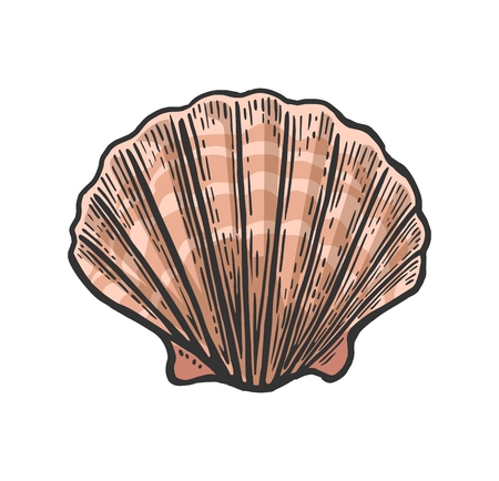 Sea shell Scallop. Color engraving vintage illustration. Isolated on white backgroundのイラスト素材