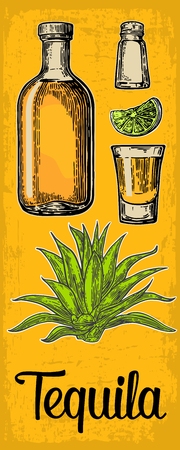 Glass and bottle of tequila. Cactus agave, salt and lime. Vintage color vertical vector engraving illustration for label, poster, web. Isolated on yellow background.のイラスト素材
