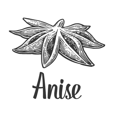 Anise spice fruit with seed. Isolated on white background. Vector black vintage engraving illustration. Hand drawn design element and lettering for label and posterのイラスト素材