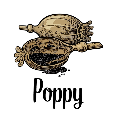 Poppy heads and seeds. Isolated on white background. Vector color vintage engraving illustration. Hand drawn design element and lettering for label and posterのイラスト素材