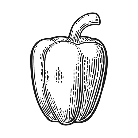Sweet bell pepper. Vector vintage engraved illustrationのイラスト素材